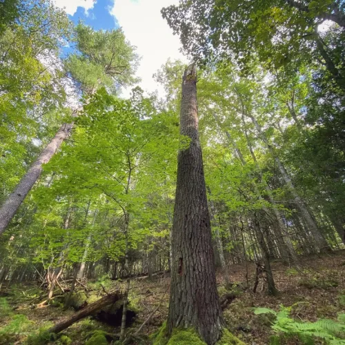 A Teaching Tree Along Poverty Creek