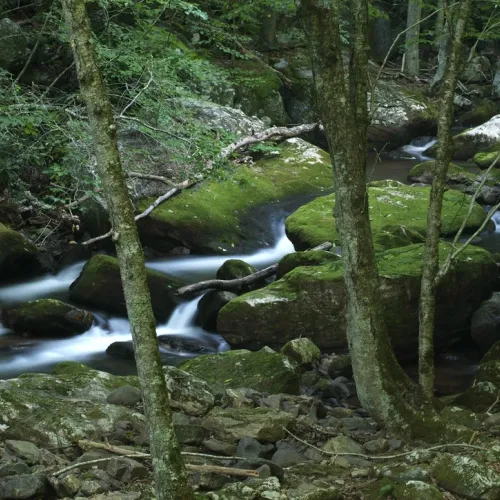 For the Time Being - "Little Stony Creek"